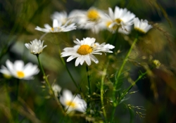 2011_07_3850_fl