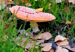 2013_10_6645_fl