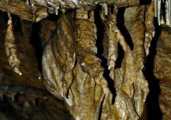 2009_08_1177_jaskinia-niedzwiedzia_osmiornica