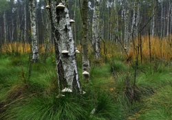 2015_10_8310_os_sierakow