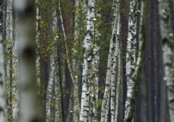 Kampinoski Park Narodowy