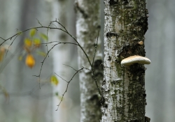 2015_10_8341_os_sierakow