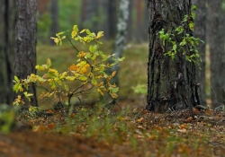 2015_10_8373_os_sierakow