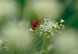 2013_07_6009_ow