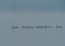 2011_07_3936_pt
