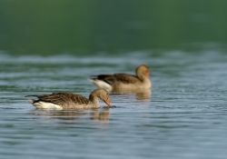 2011_07_3989_pt