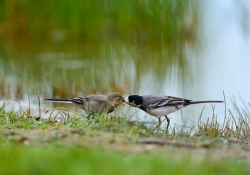 2011_07_4018_pt