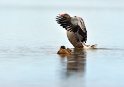 2011_07_4052_pt
